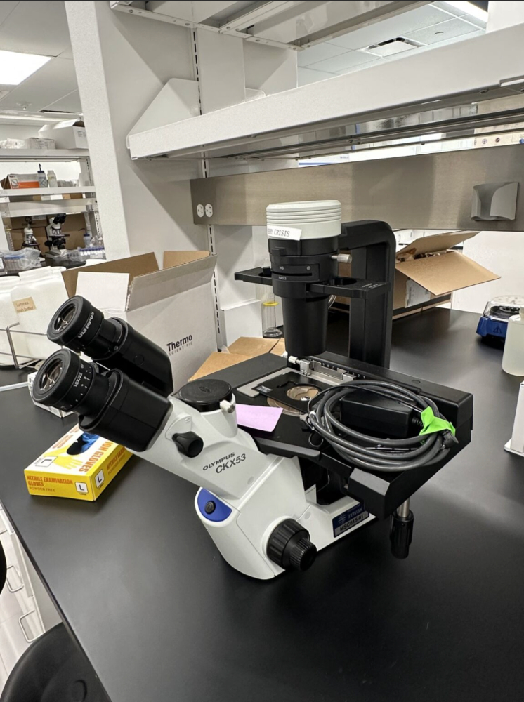 Image of Olympus CKX53 Inverted Microscope